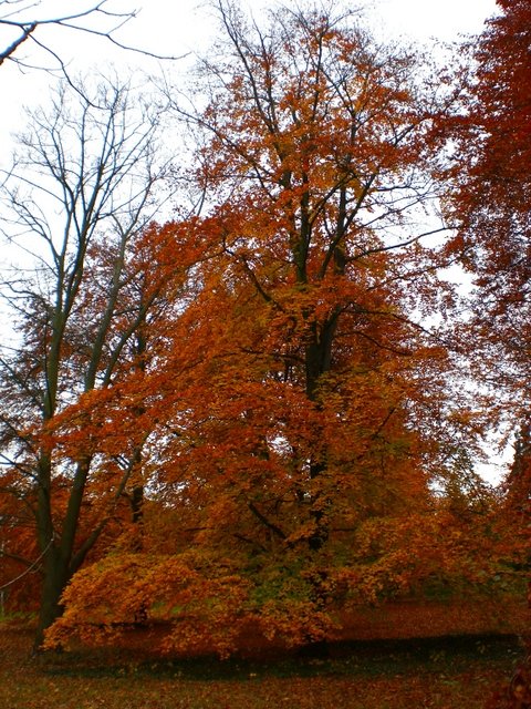 Fagus sylvatica automne